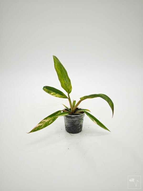 Philodendron Caramel Marble Variegata - Imagen 3