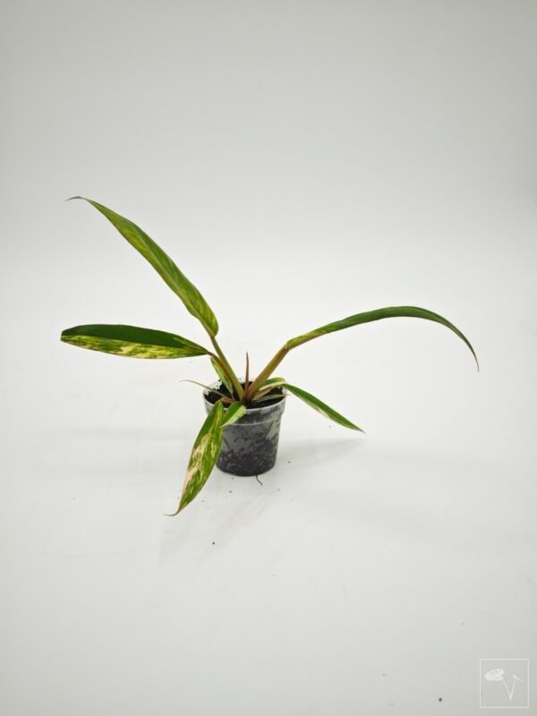 Philodendron Caramel Marble Variegata - Imagen 6