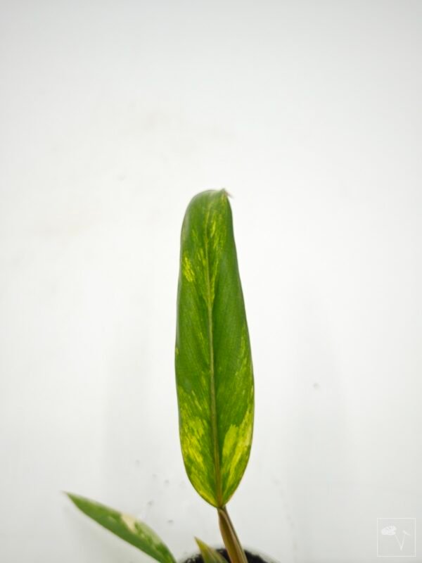 Philodendron Caramel Marble Variegata - Imagen 7