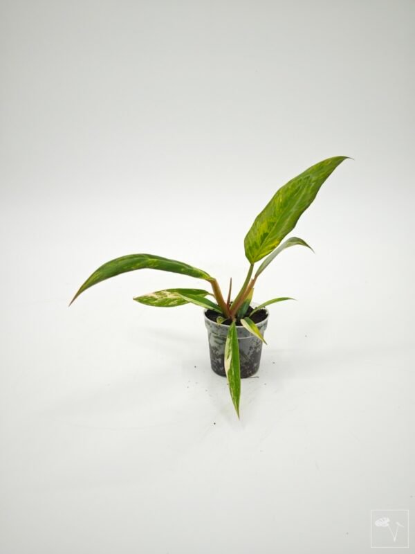 Philodendron Caramel Marble Variegata - Imagen 8