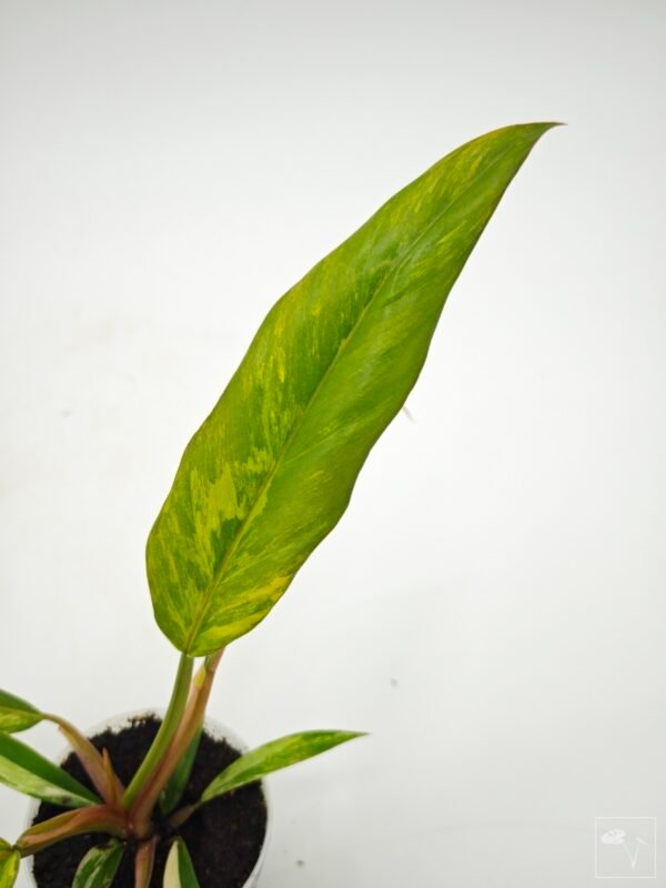 Philodendron Caramel Marble Variegata