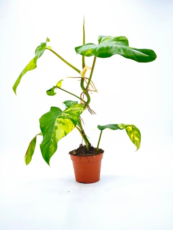 Philodendron Domesticum Variegata - Imagen 2