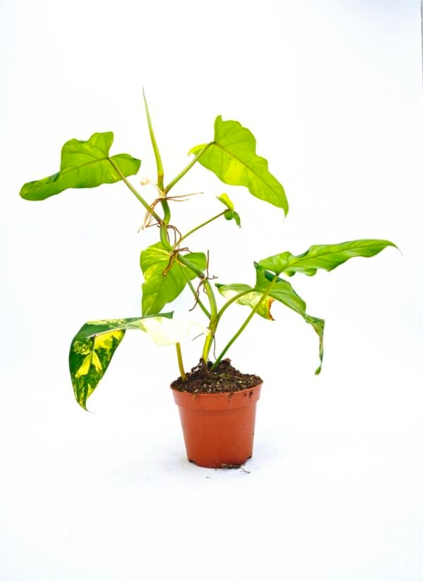 Philodendron Domesticum Variegata - Imagen 3