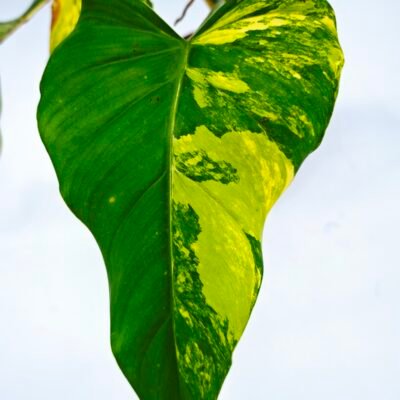 Philodendron Domesticum Variegata