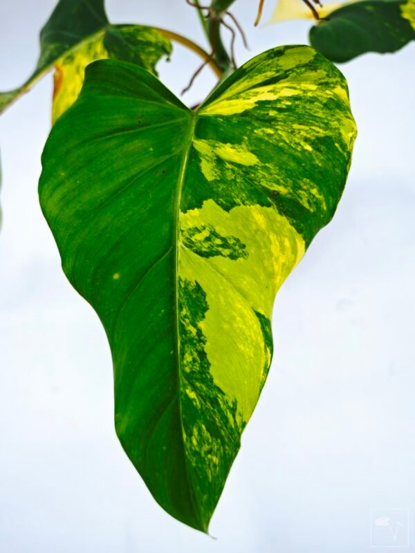 Philodendron Domesticum Variegata