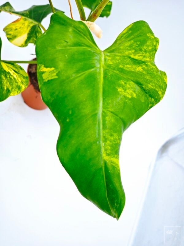 Philodendron Domesticum Variegata - Imagen 7