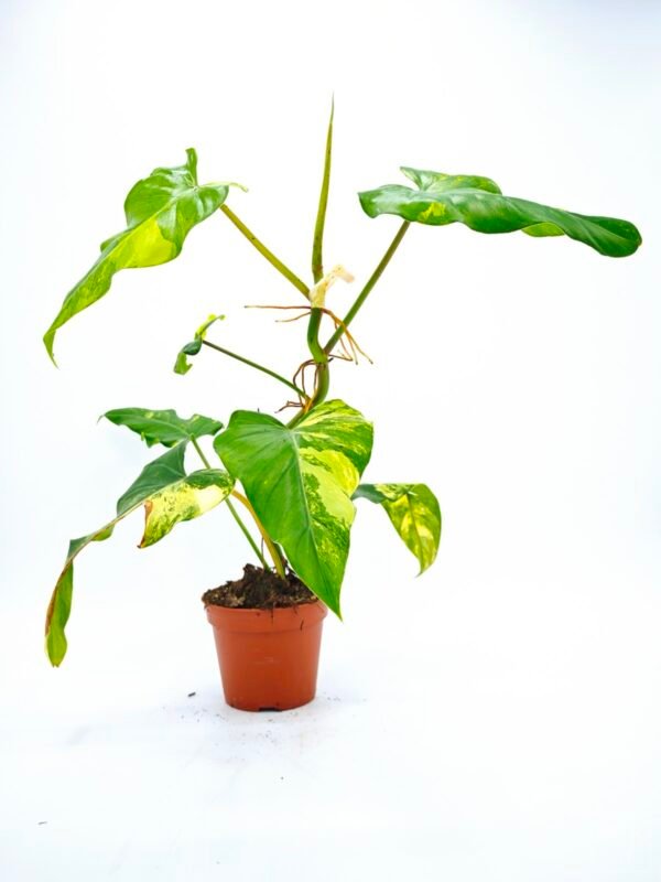 Philodendron Domesticum Variegata - Imagen 8