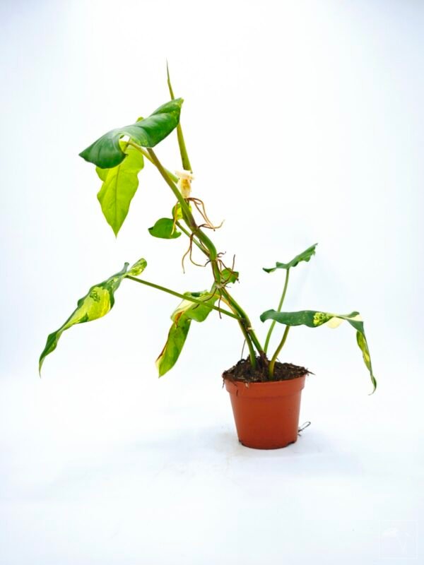 Philodendron Domesticum Variegata - Imagen 9