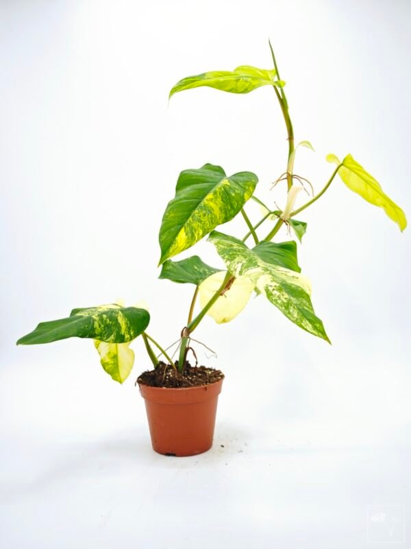 Philodendron Domesticum Variegata - Imagen 2