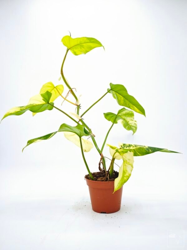 Philodendron Domesticum Variegata - Imagen 3