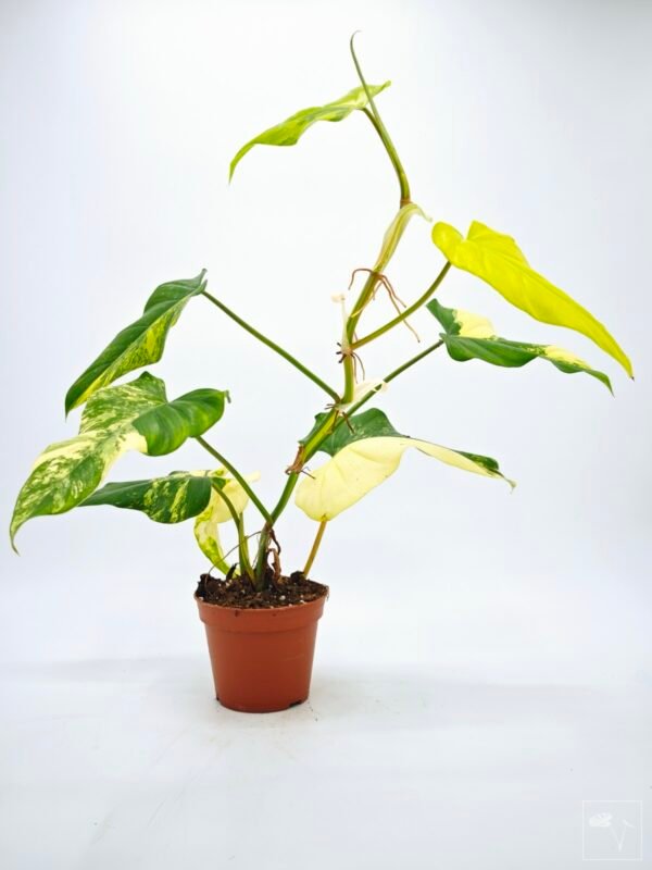 Philodendron Domesticum Variegata - Imagen 6