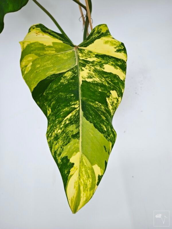 Philodendron Domesticum Variegata