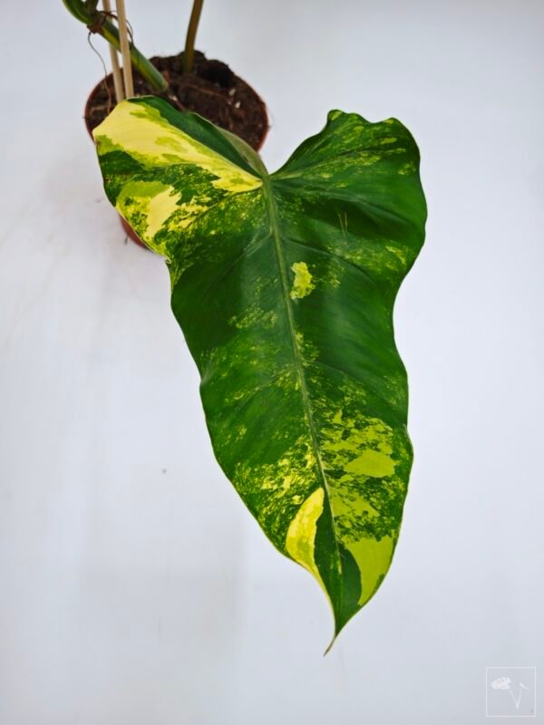 Philodendron Domesticum Variegata - Imagen 3