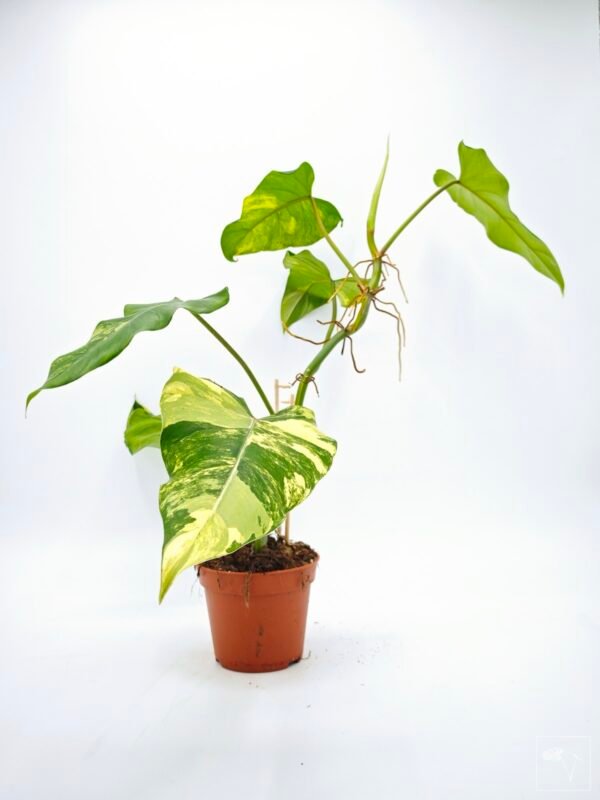 Philodendron Domesticum Variegata - Imagen 4