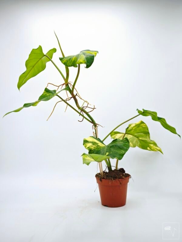 Philodendron Domesticum Variegata - Imagen 5