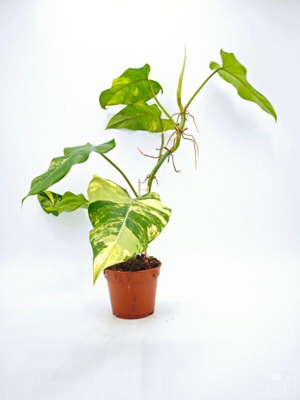 Philodendron Domesticum Variegata - Imagen 6