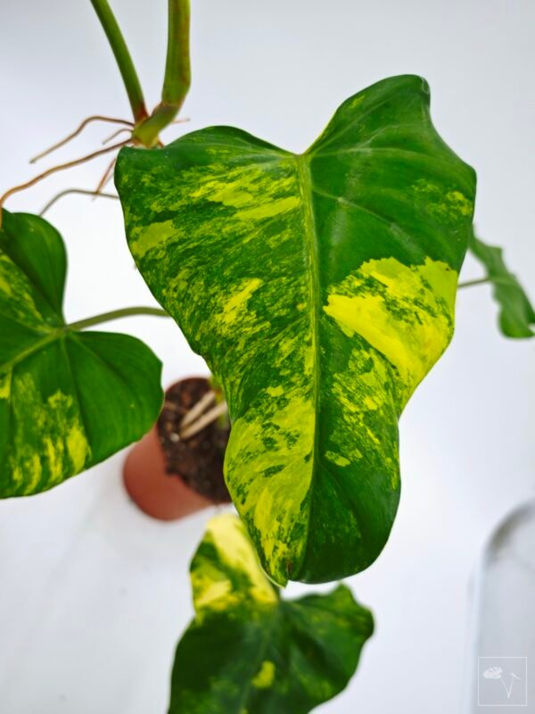 Philodendron Domesticum Variegata - Imagen 7