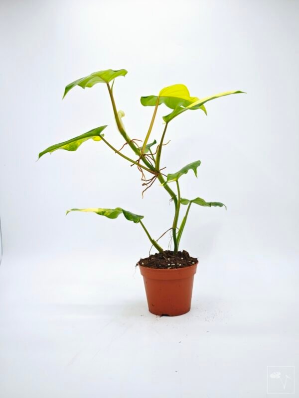 Philodendron Domesticum Variegata - Imagen 2