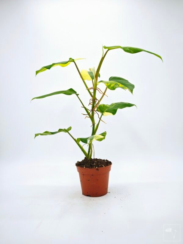 Philodendron Domesticum Variegata - Imagen 4