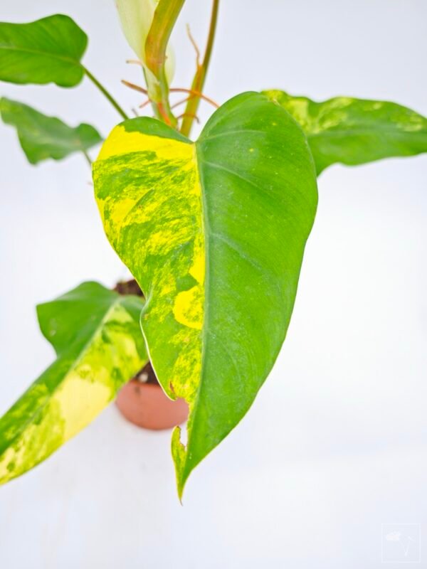 Philodendron Domesticum Variegata