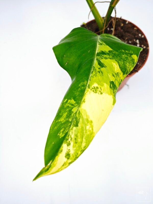 Philodendron Domesticum Variegata - Imagen 6