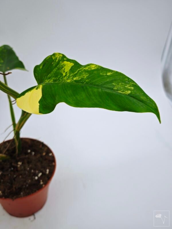 Philodendron Domesticum Variegata - Imagen 8