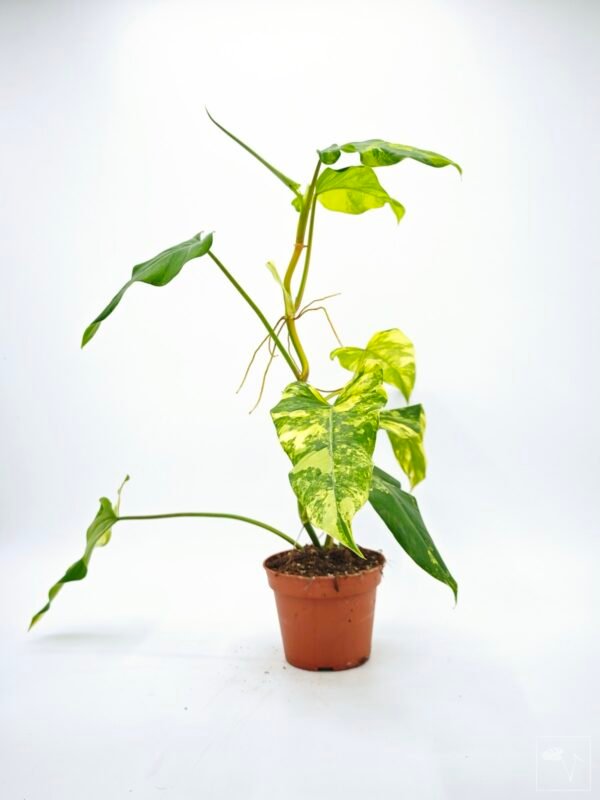 Philodendron Domesticum Variegata - Imagen 2