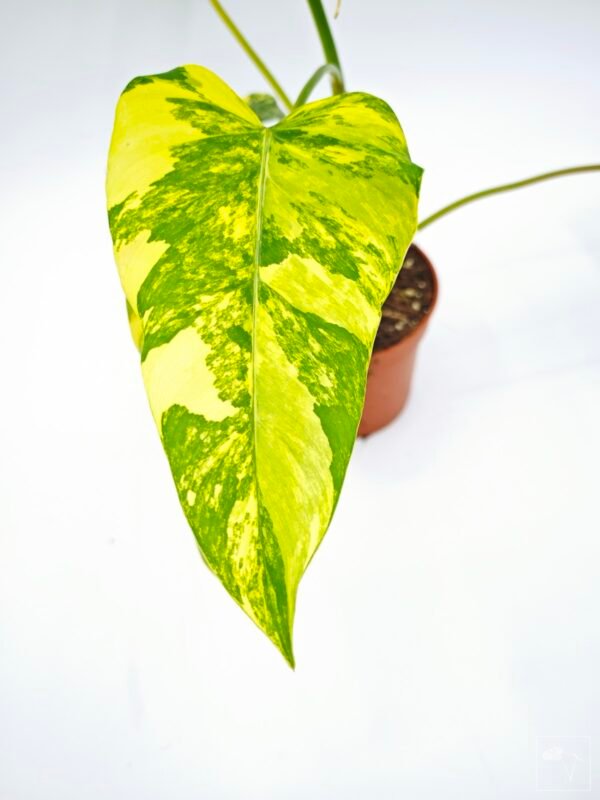 Philodendron Domesticum Variegata - Imagen 3