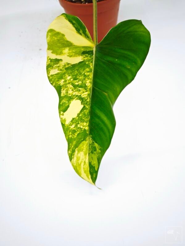 Philodendron Domesticum Variegata - Imagen 4