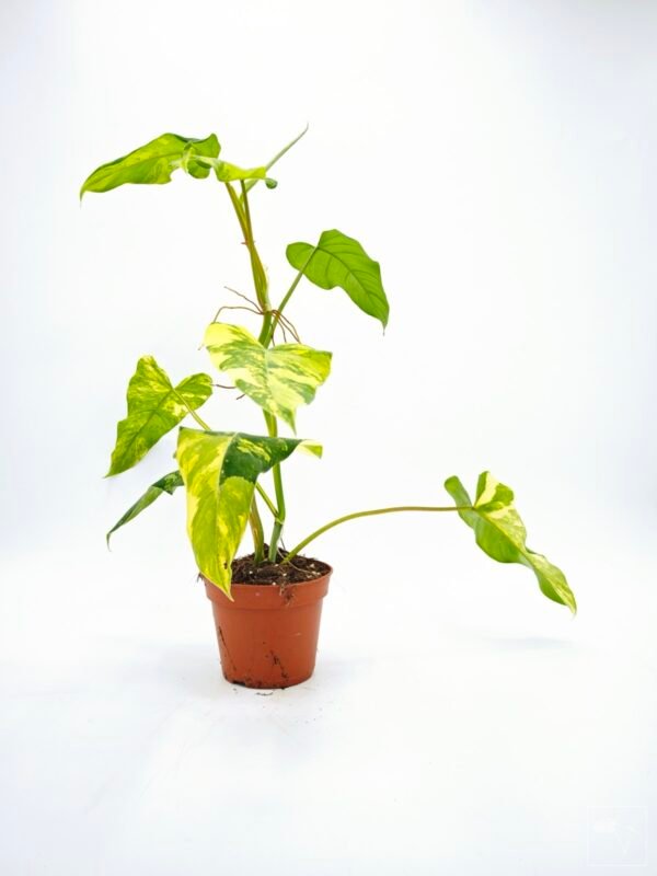 Philodendron Domesticum Variegata - Imagen 5