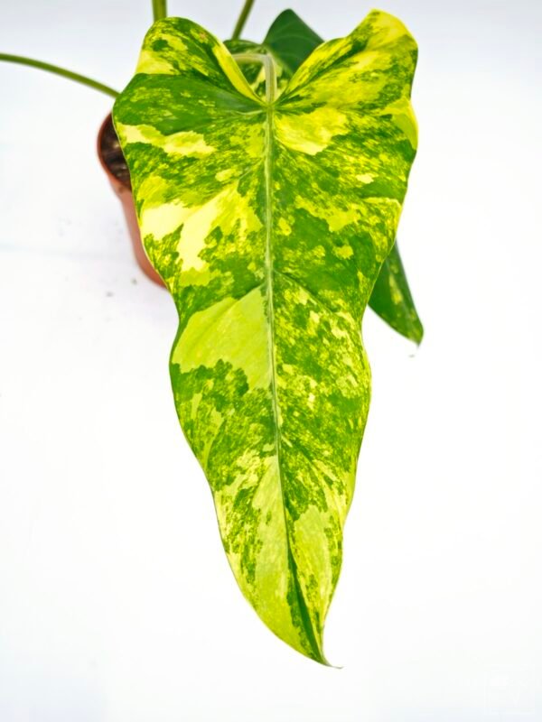 Philodendron Domesticum Variegata