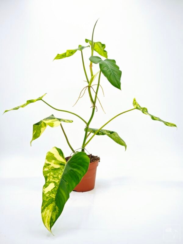 Philodendron Domesticum Variegata - Imagen 7