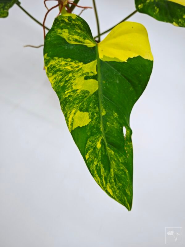 Philodendron Domesticum Variegata 8