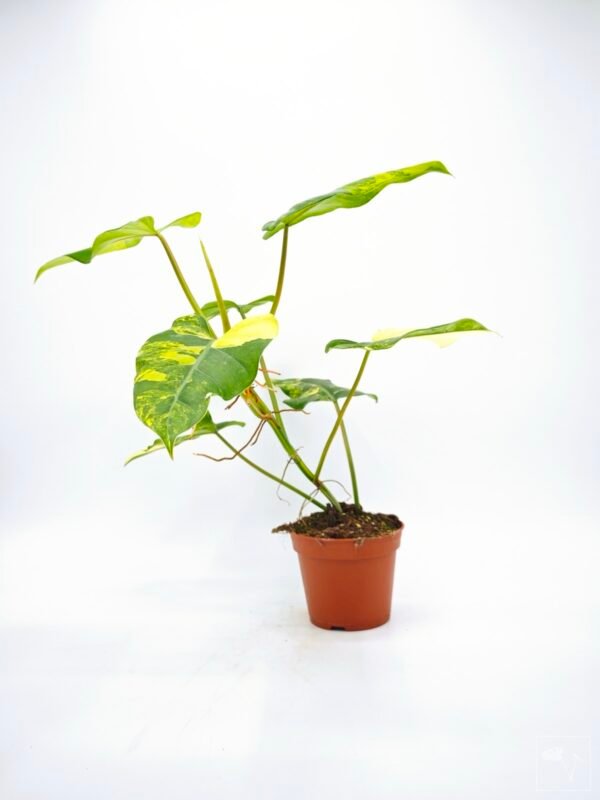 Philodendron Domesticum Variegata 8 - Imagen 5