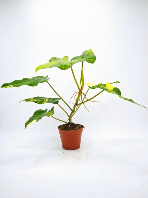 Philodendron Domesticum Variegata 8 - Imagen 6