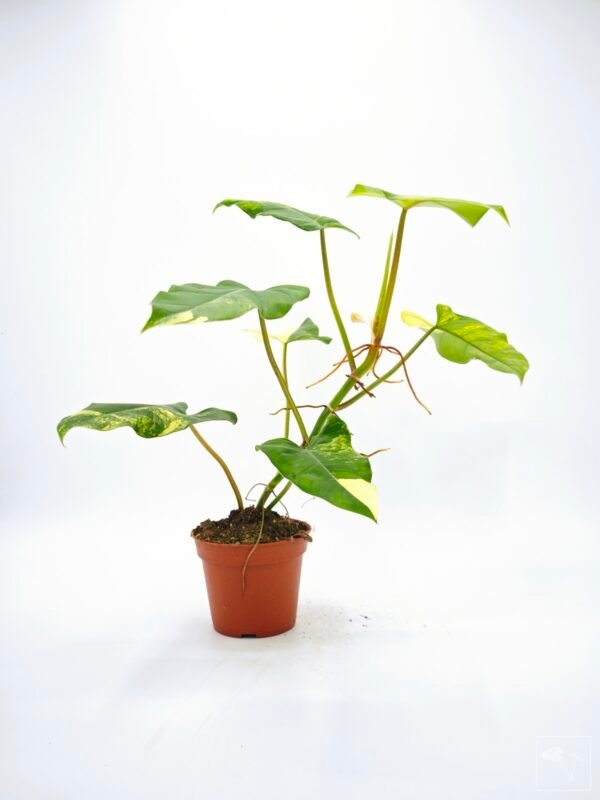 Philodendron Domesticum Variegata 8 - Imagen 7