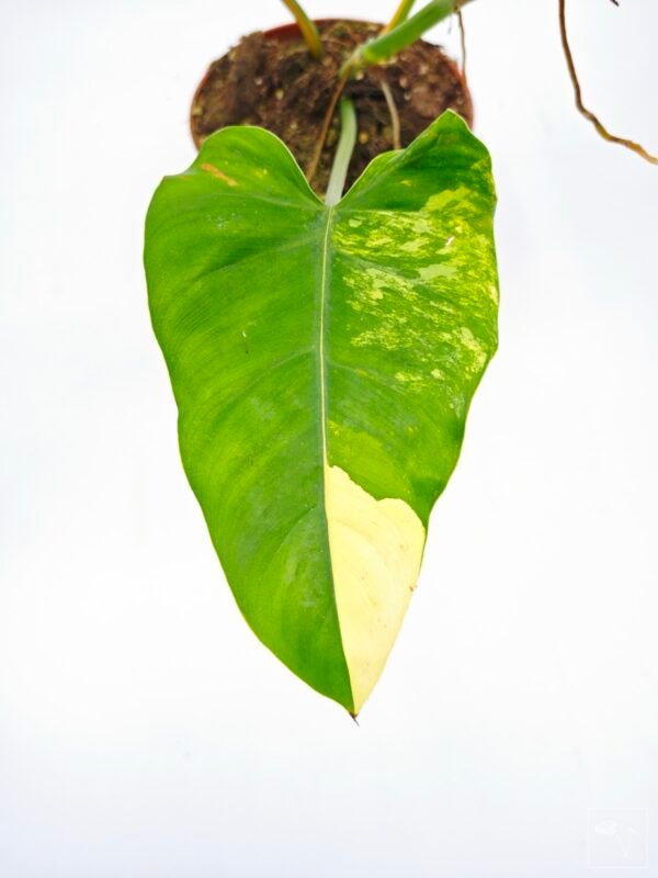 Philodendron Domesticum Variegata 8 - Imagen 8