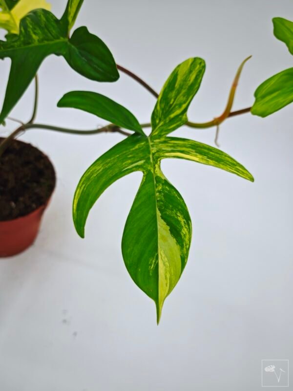 Philodendron Florida Beauty Variegata 10 - Imagen 2