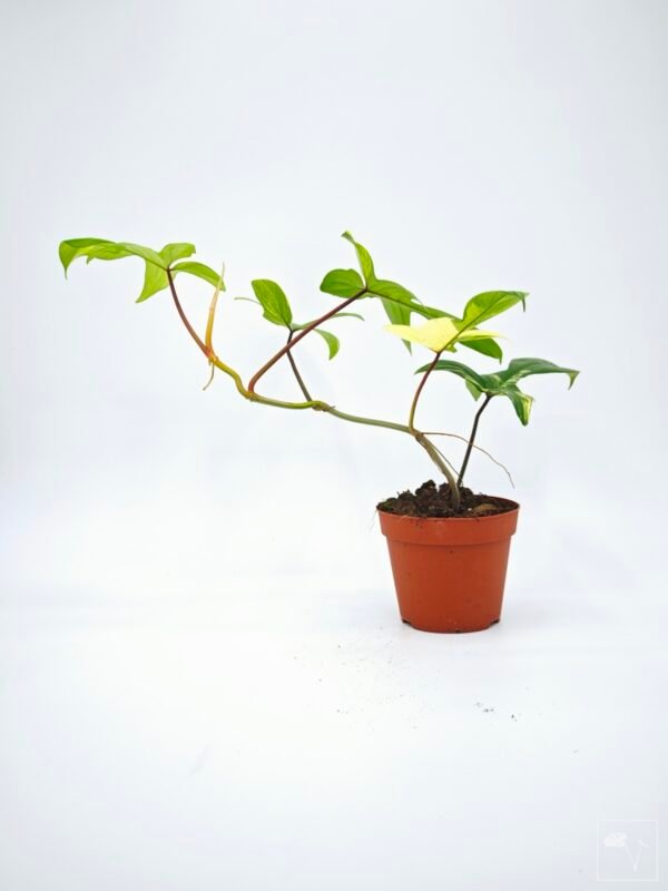 Philodendron Florida Beauty Variegata 10 - Imagen 3