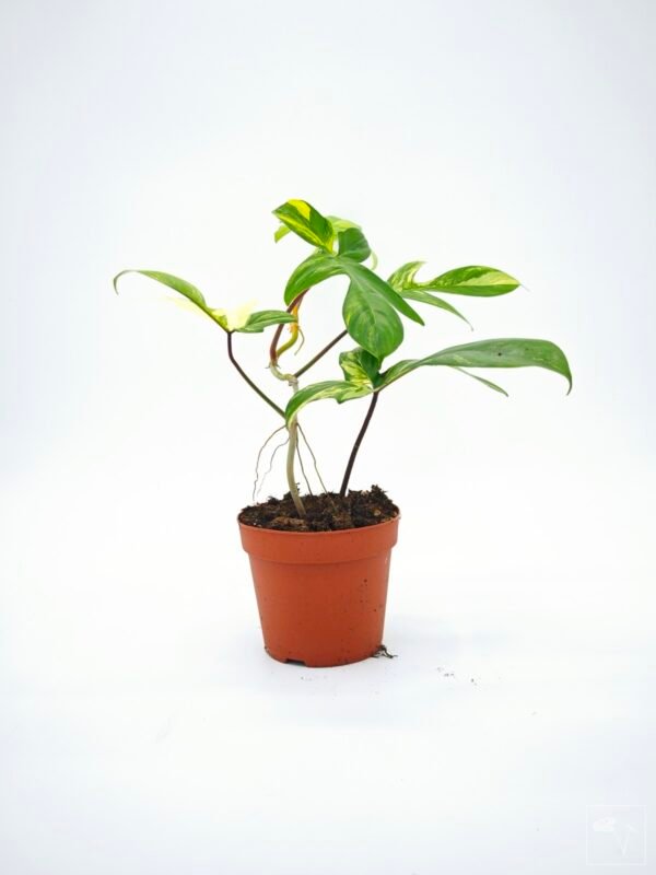 Philodendron Florida Beauty Variegata 10 - Imagen 4