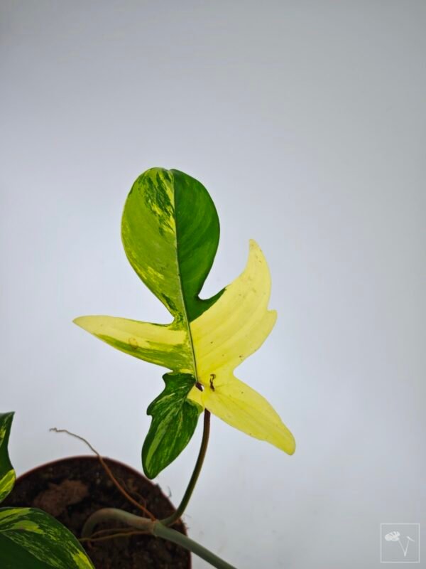 Philodendron Florida Beauty Variegata 10 - Imagen 6