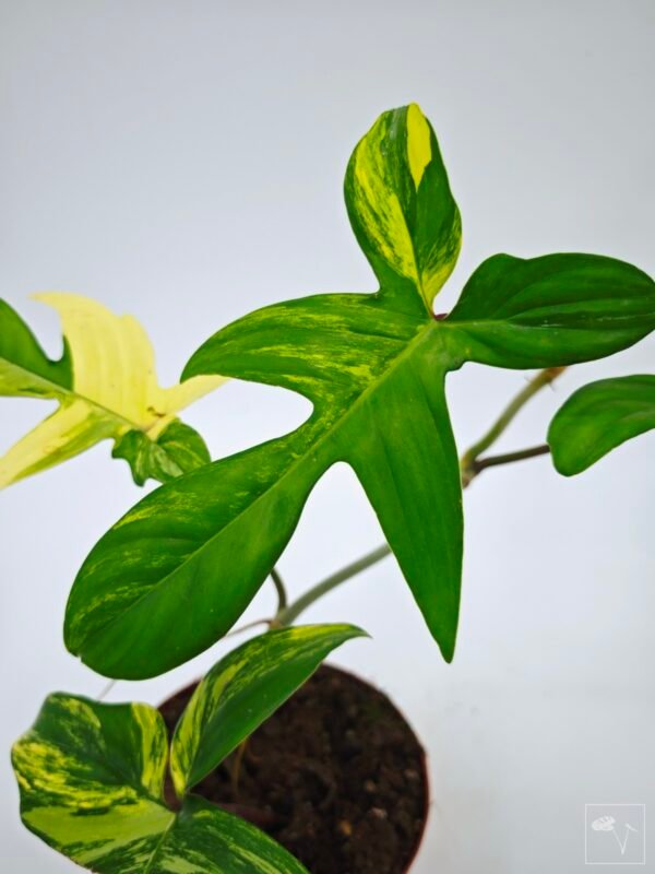 Philodendron Florida Beauty Variegata 10 - Imagen 7