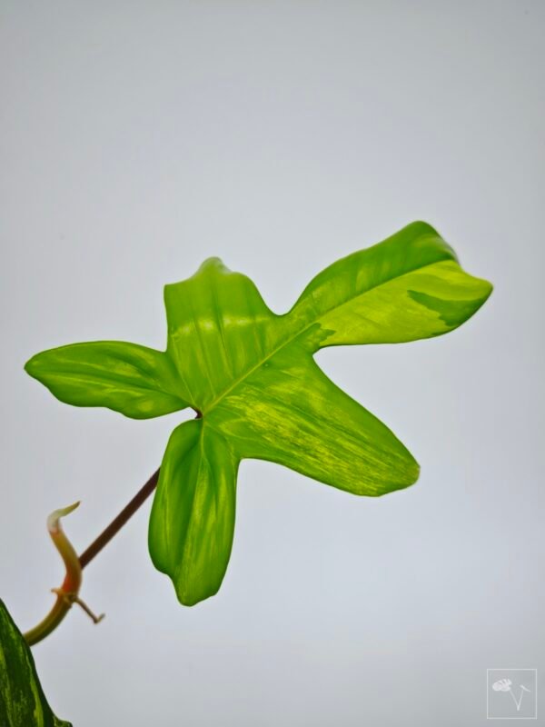 Philodendron Florida Beauty Variegata 10 - Imagen 8