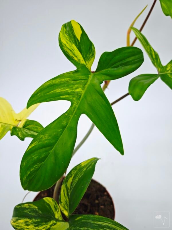 Philodendron Florida Beauty Variegata 10