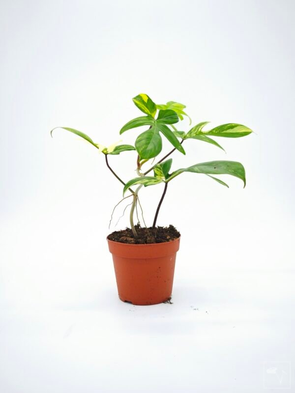 Philodendron Florida Beauty Variegata 10 - Imagen 10