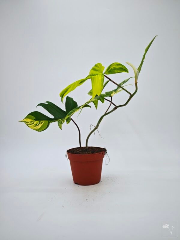 Philodendron Florida Beauty Variegata 11 - Imagen 2