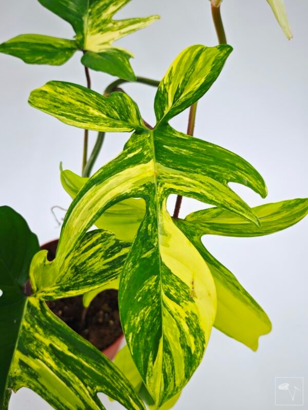 Philodendron Florida Beauty Variegata 11