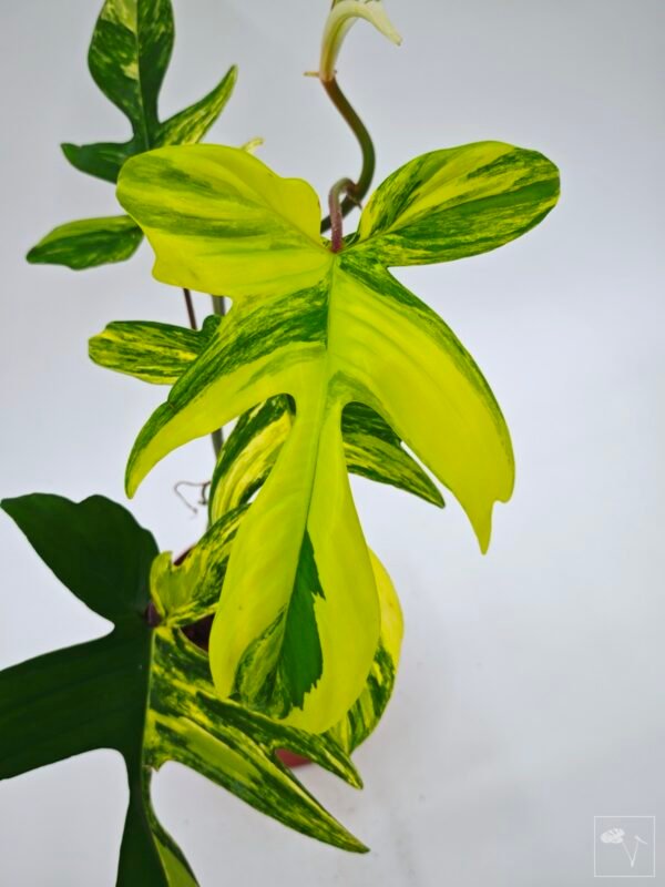 Philodendron Florida Beauty Variegata 11 - Imagen 4