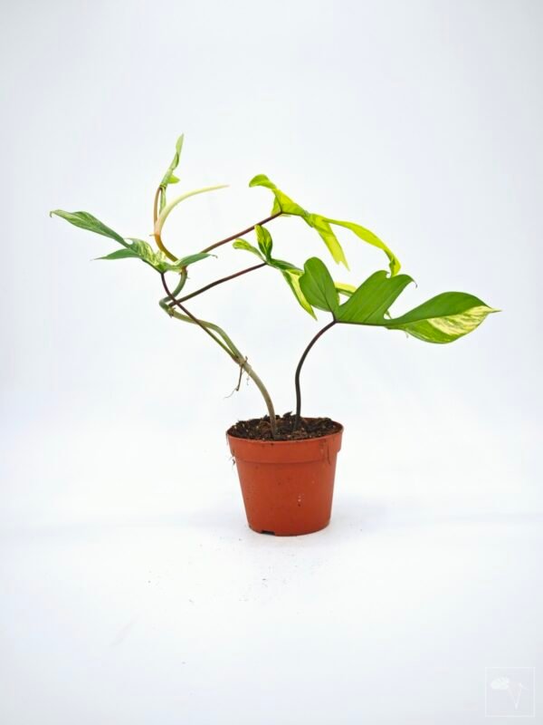 Philodendron Florida Beauty Variegata 11 - Imagen 5