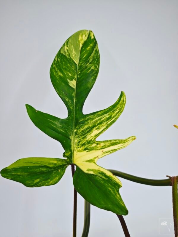 Philodendron Florida Beauty Variegata 11 - Imagen 6